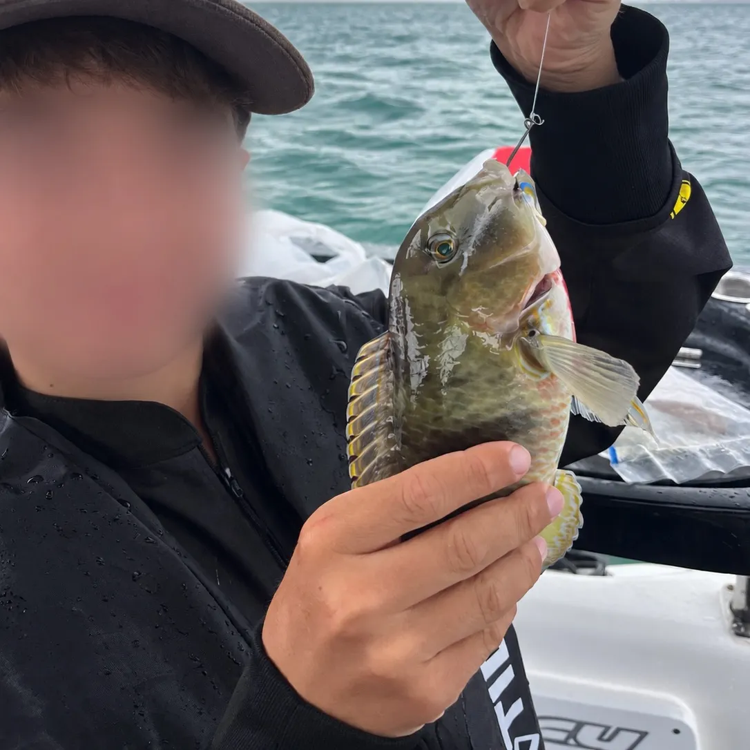 The most recent Common parrotfish catches on Fishbrain