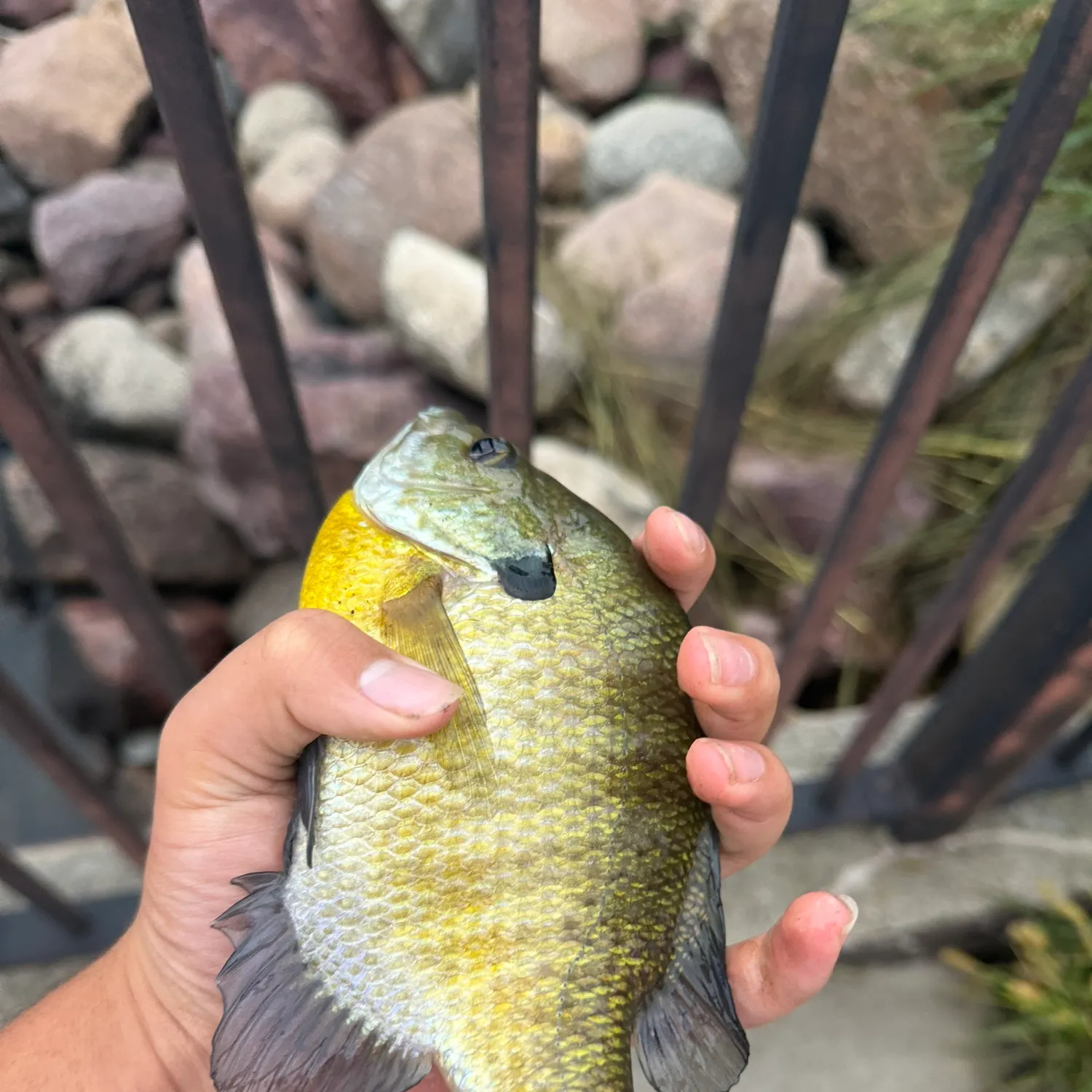 Bluegill caught on Fishbrain