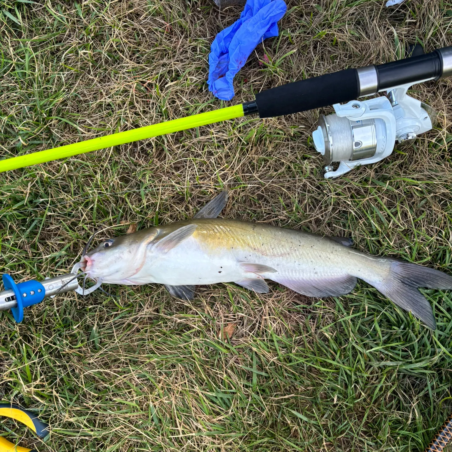 Channel catfish caught on Fishbrain