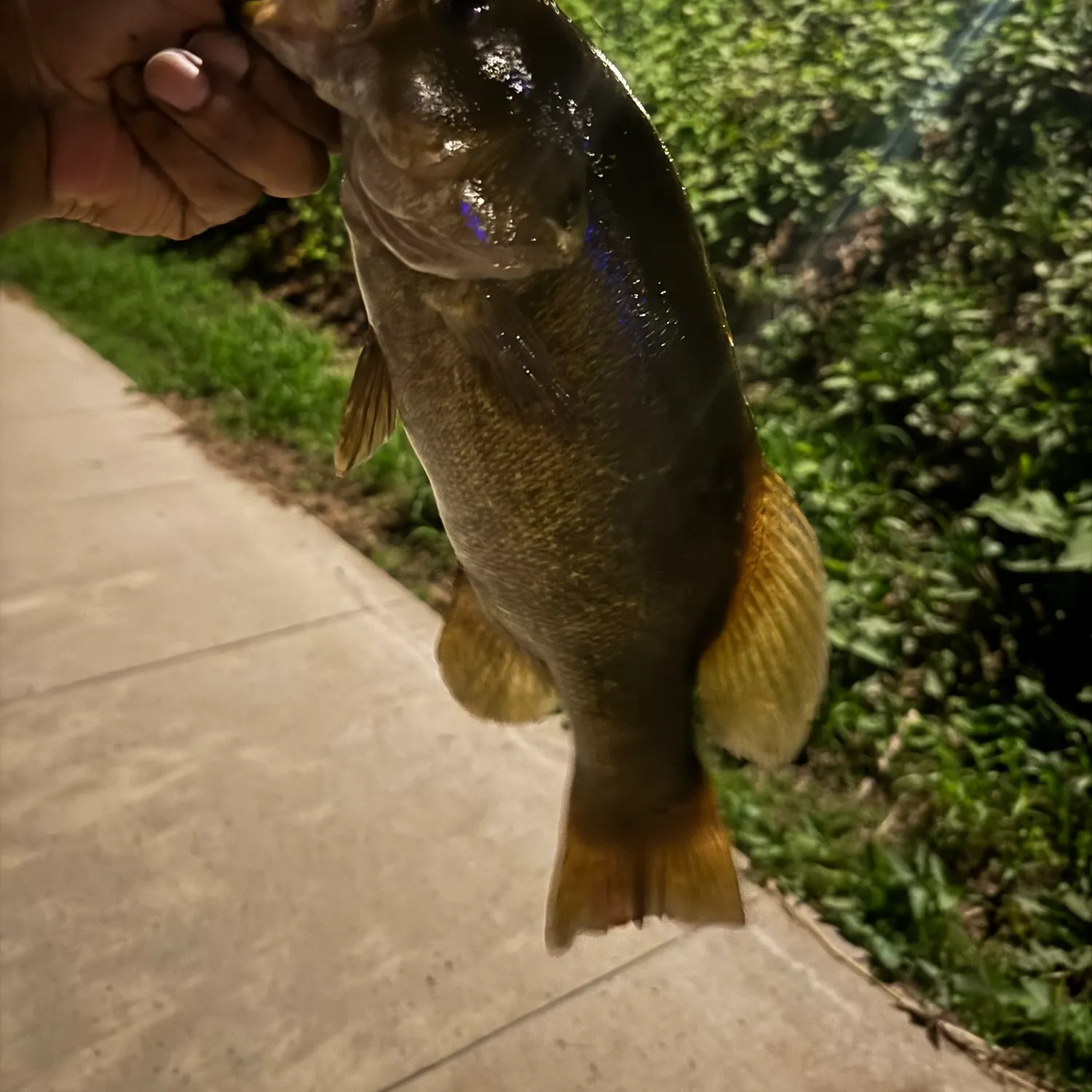 Smallmouth bass caught on Fishbrain