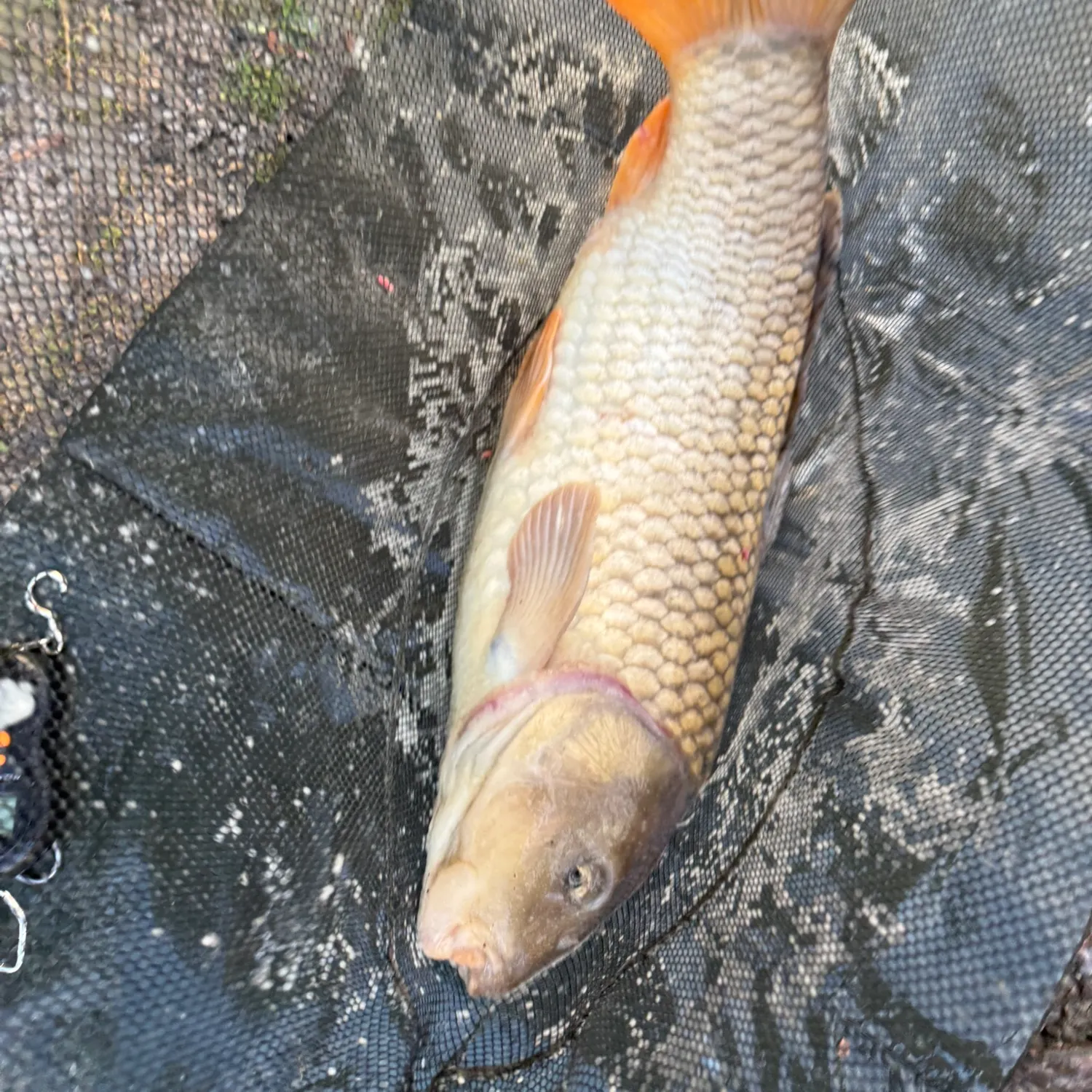 Common carp caught on Fishbrain