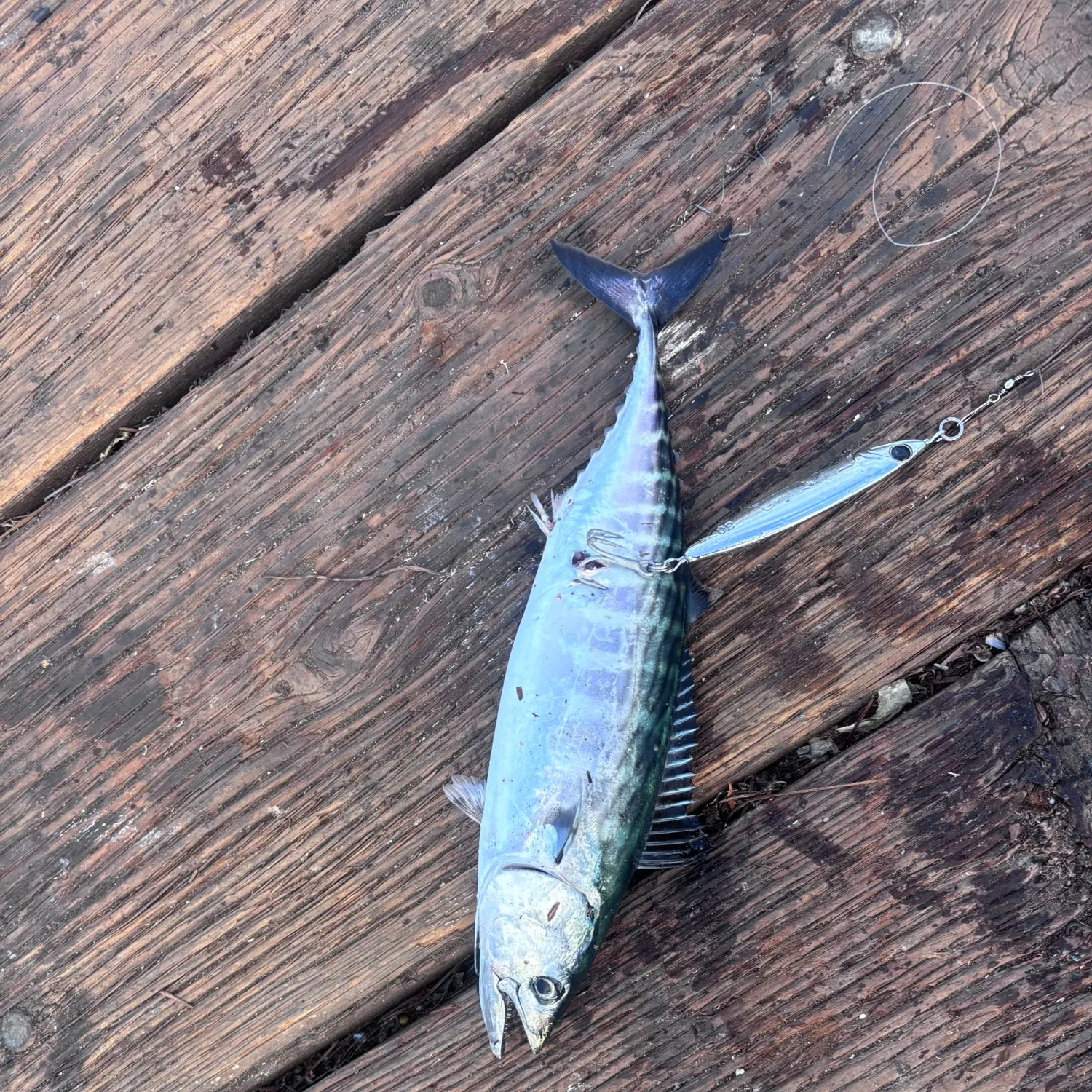 The most recent Pacific bonito catches on Fishbrain