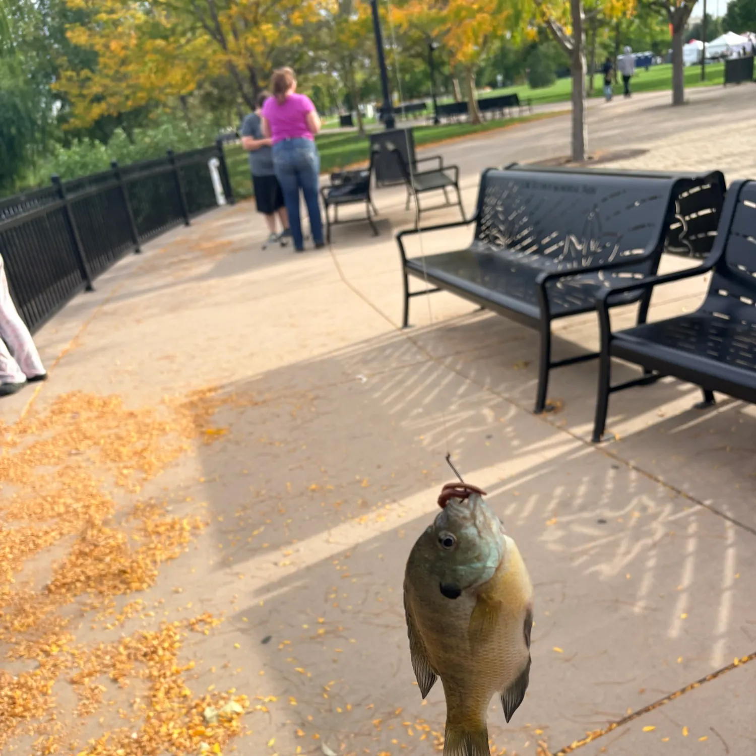 Bluegill caught on Fishbrain