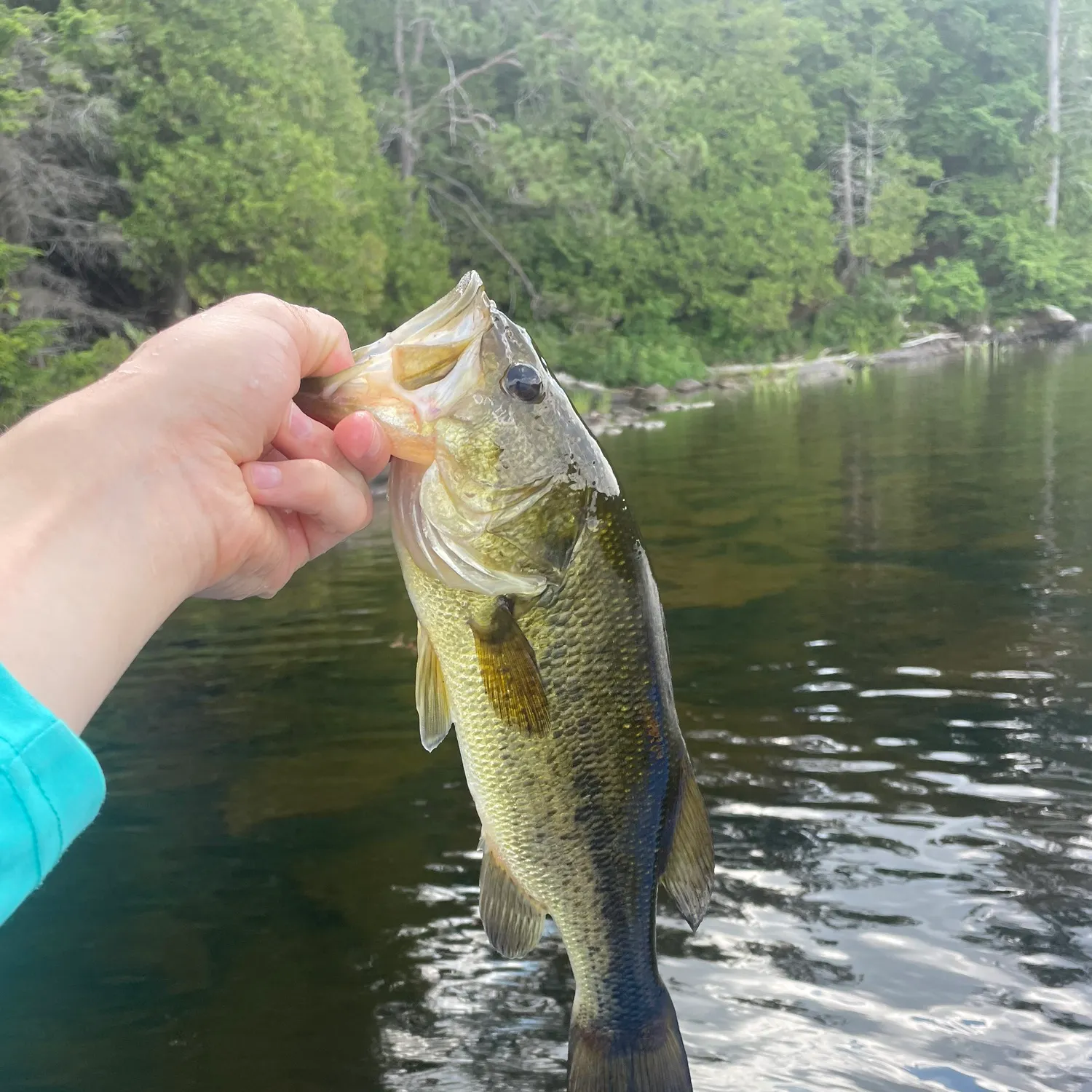 Largemouth bass caught on Fishbrain