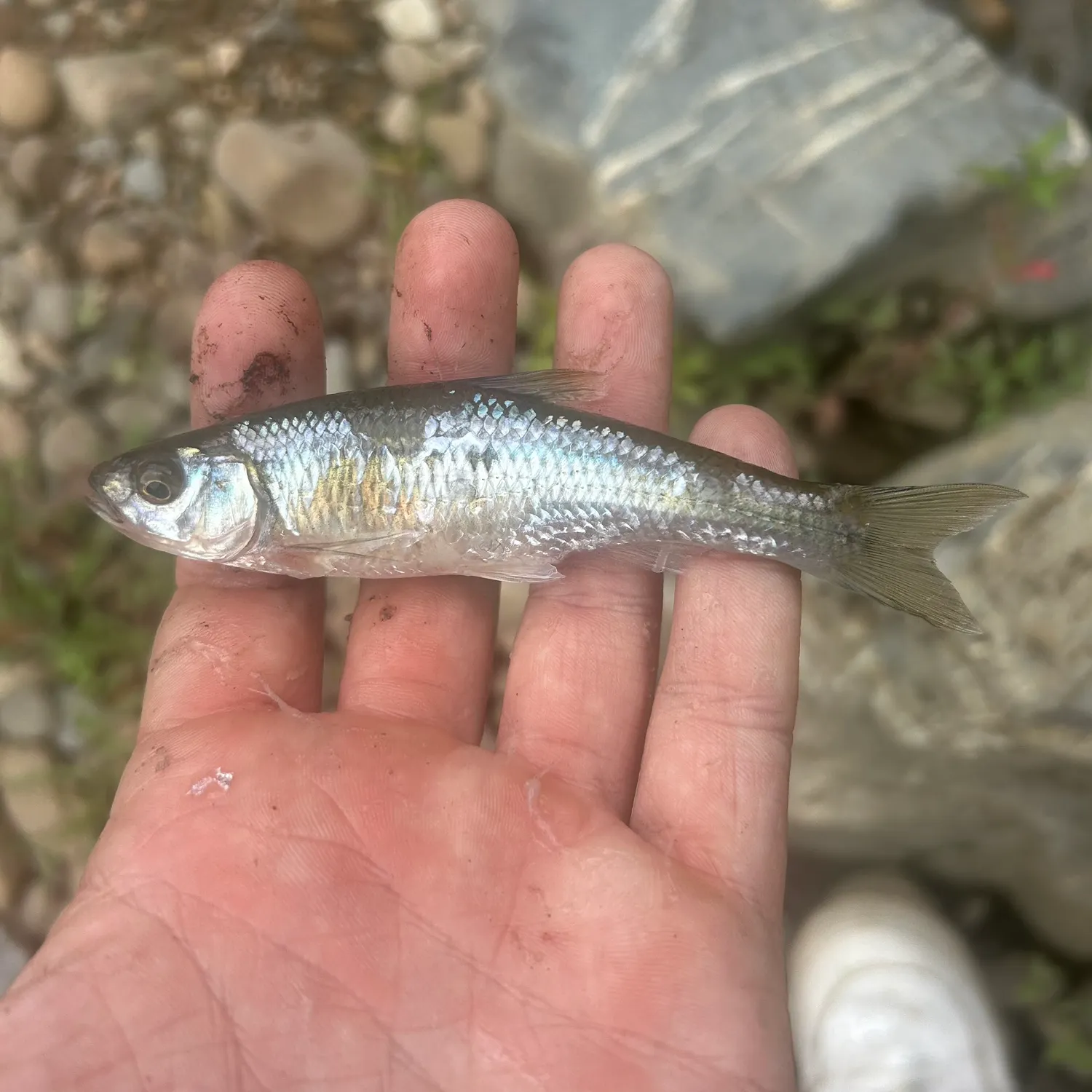The most recent White shiner catches on Fishbrain