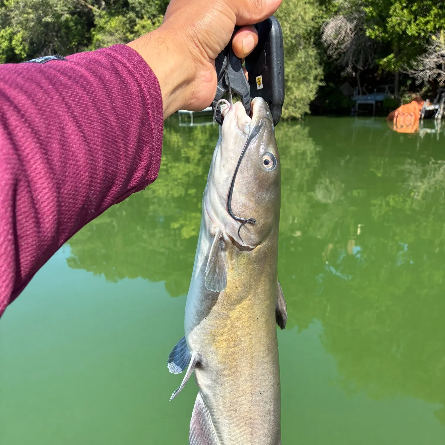 Channel catfish caught on Fishbrain