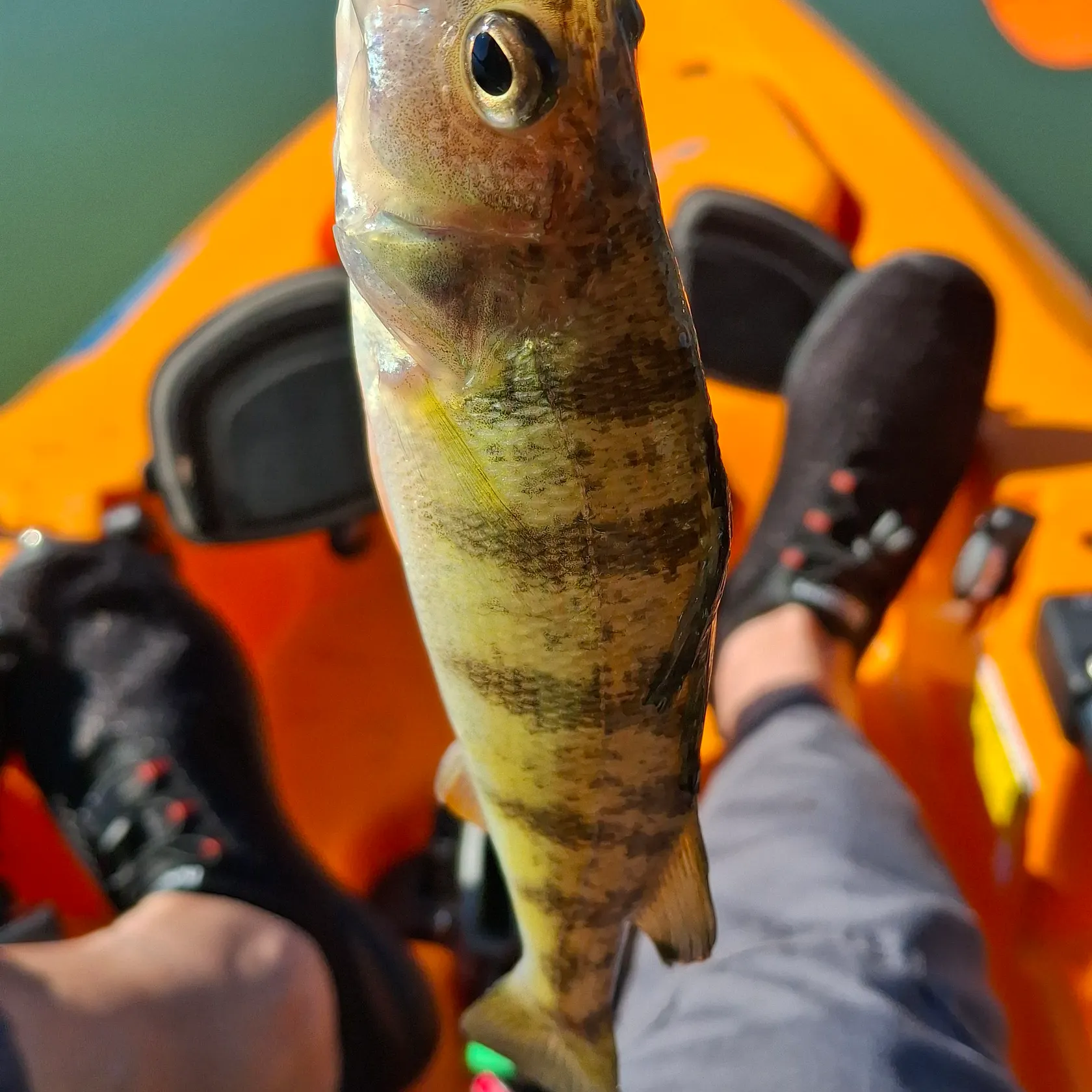 Yellow perch caught on Fishbrain