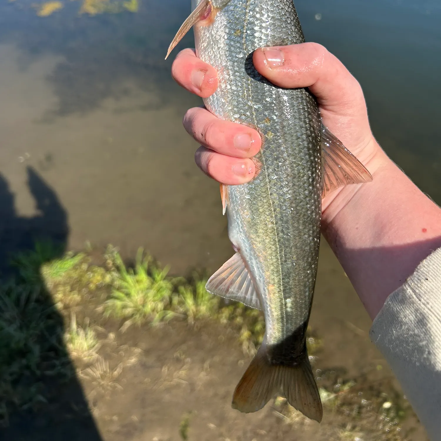 The most recent Peamouth catches on Fishbrain