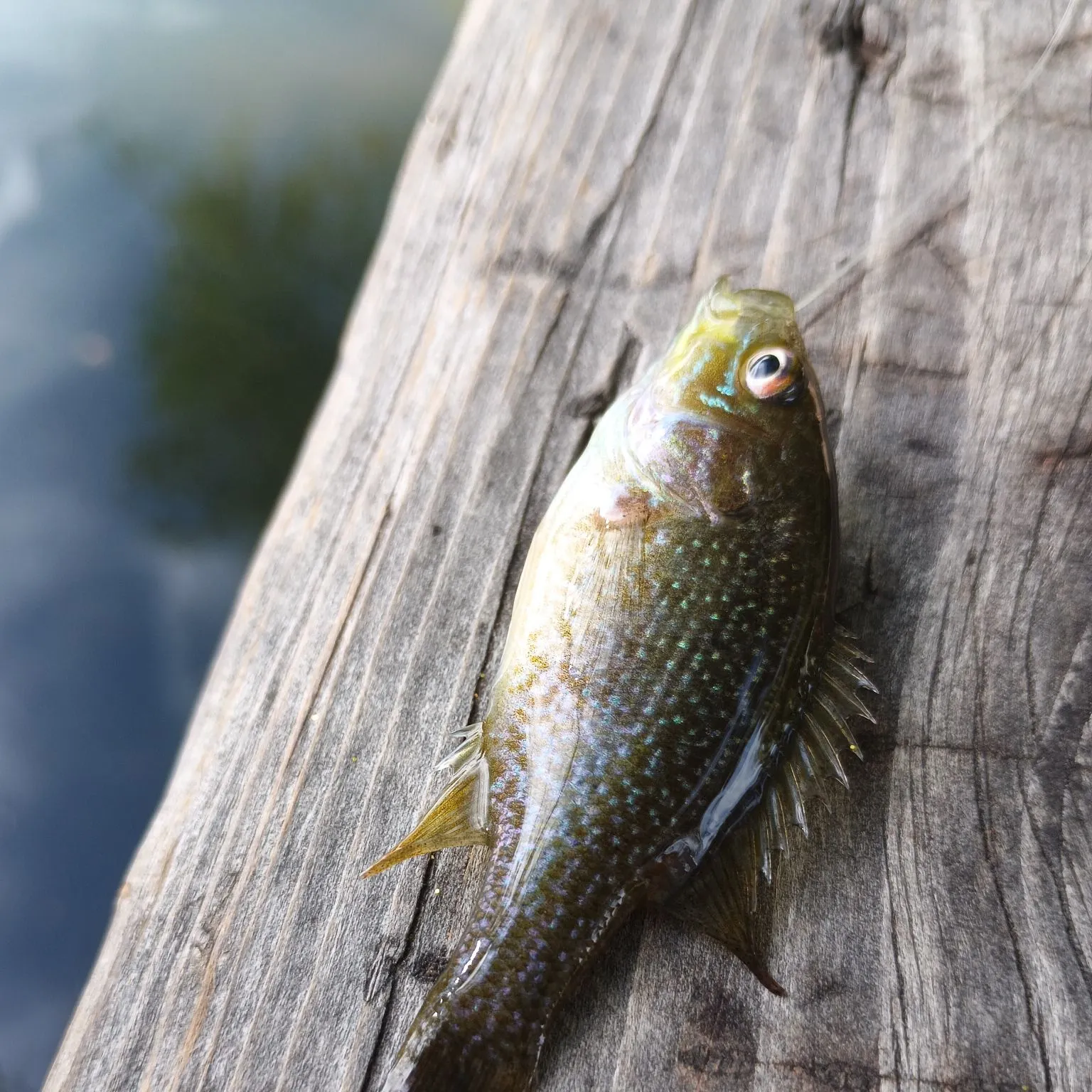 Greengill hybrid caught on Fishbrain