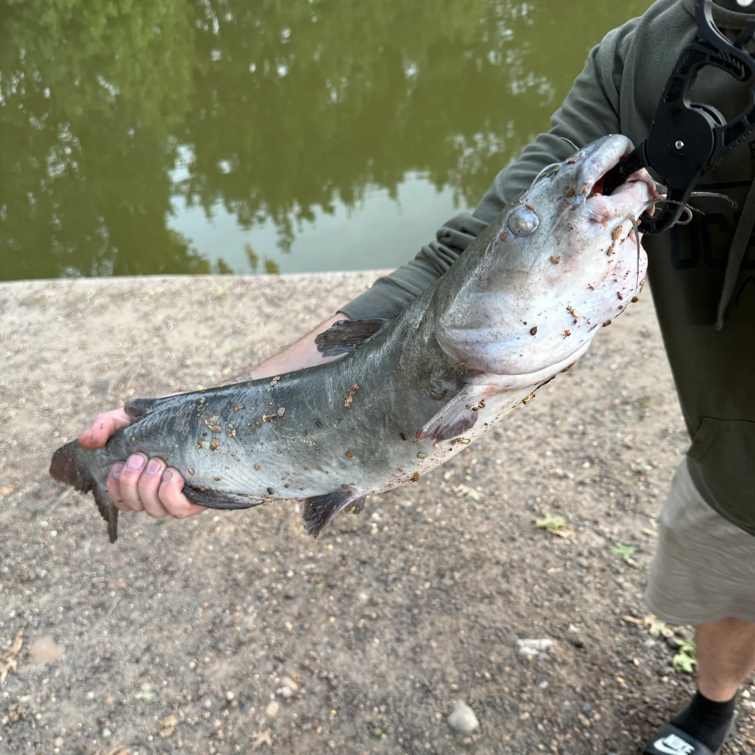 Channel catfish caught on Fishbrain