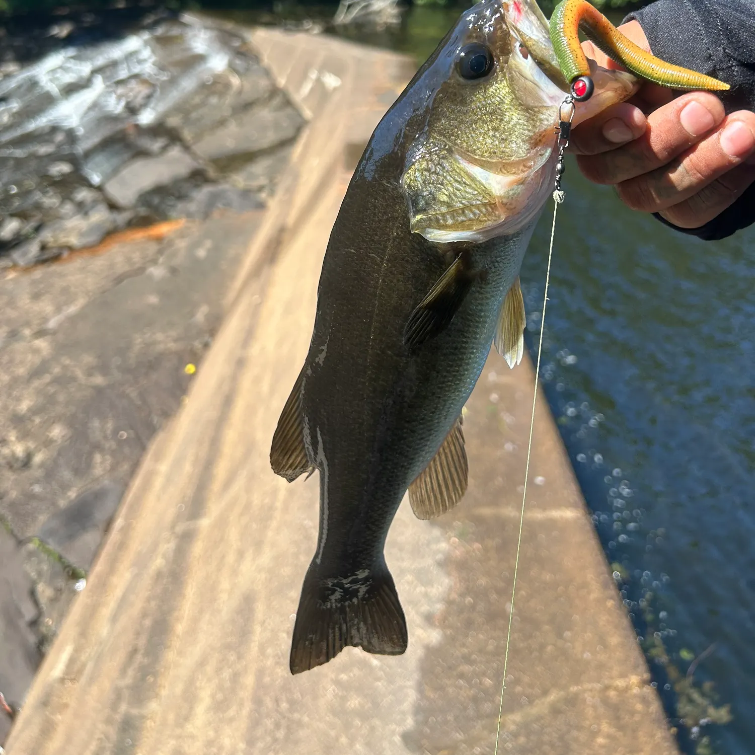 Largemouth bass caught on Fishbrain