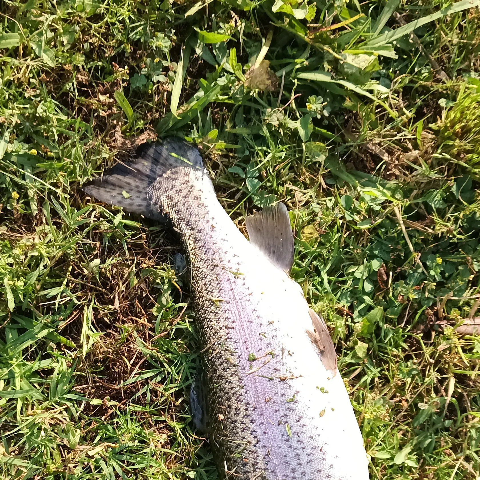 angler catch