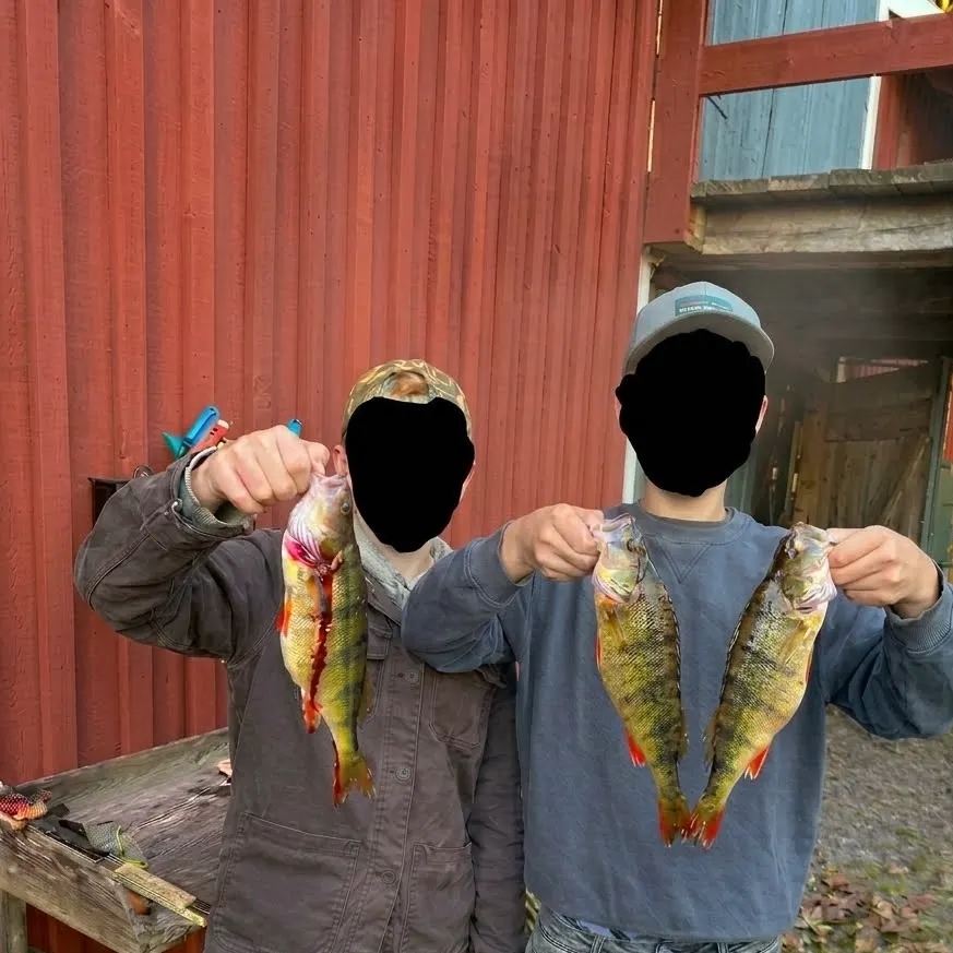 European perch caught on Fishbrain