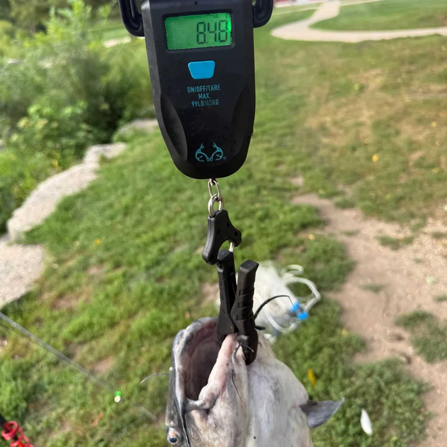 Channel catfish caught on Fishbrain