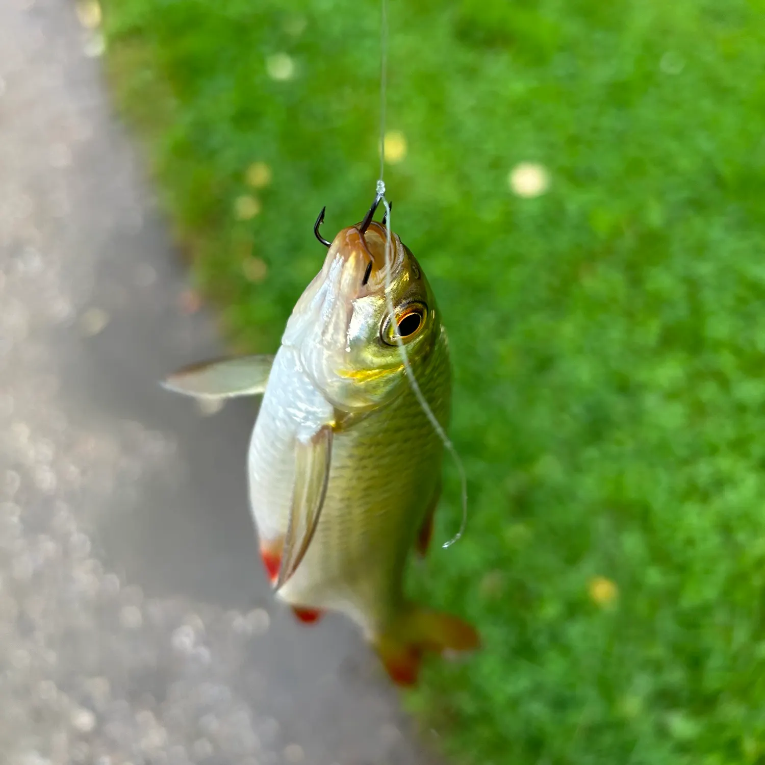 Common roach caught on Fishbrain