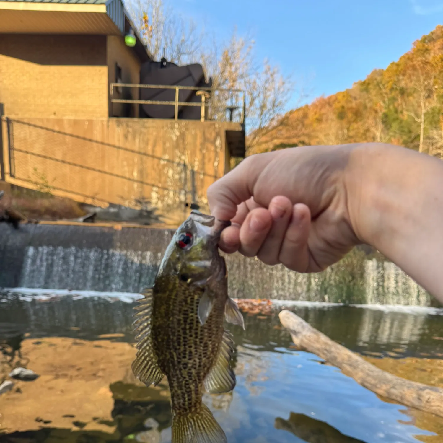 The most recent Rock bass catches on Fishbrain