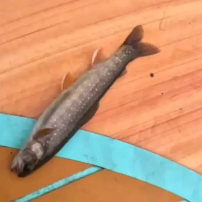 Brook trout caught on Fishbrain