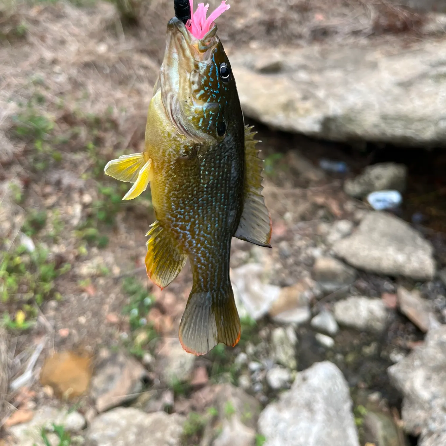 Green sunfish caught on Fishbrain