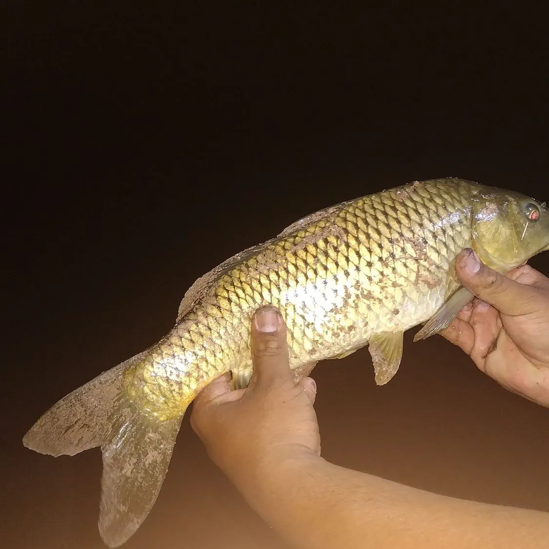 ᐅ Pima Lateral fishing reports🎣• Blackwater, AZ (United States) fishing
