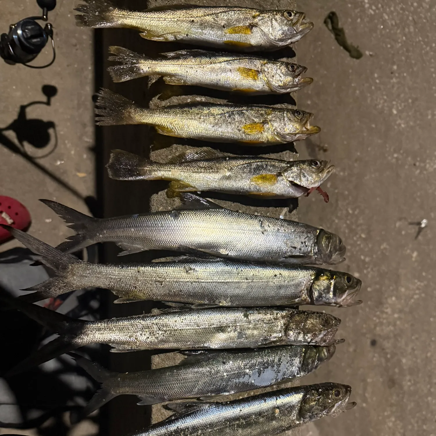 recently logged catches