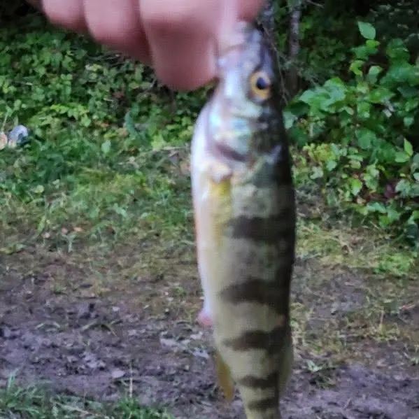 Yellow perch caught on Fishbrain