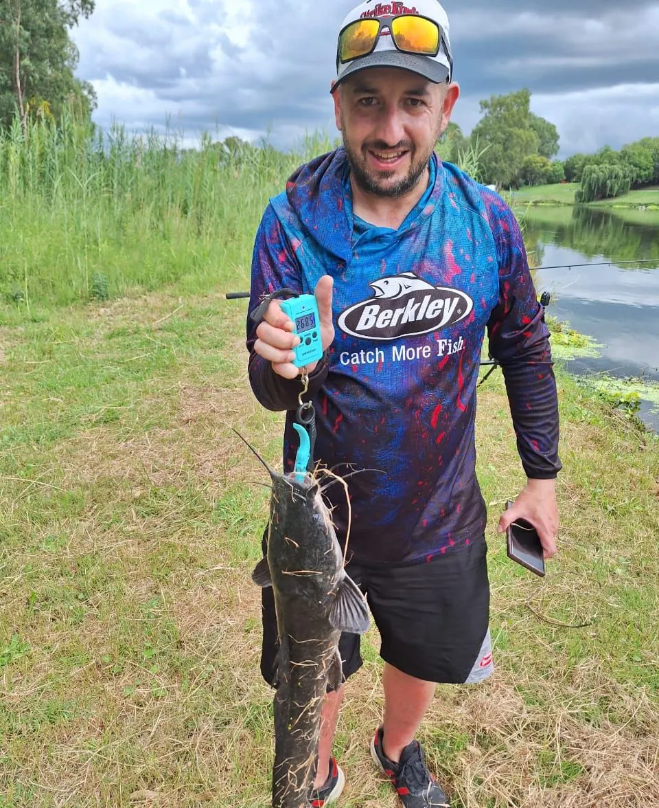 Blunt-toothed African catfish