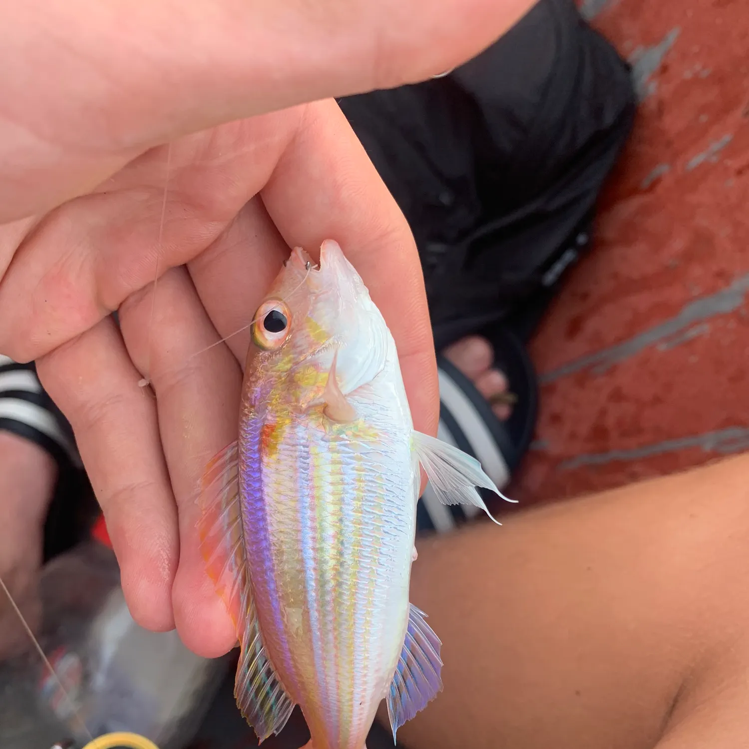 The most recent Yellow-tipped threadfin bream catches on Fishbrain