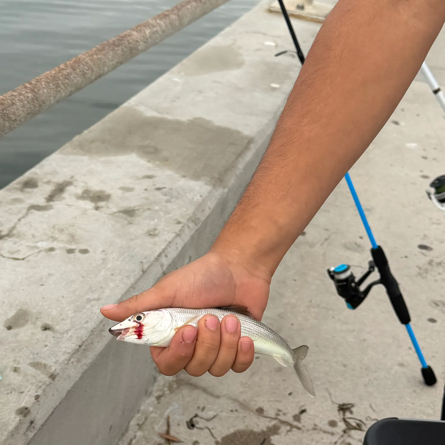 The most recent West Atlantic bonefish catches on Fishbrain