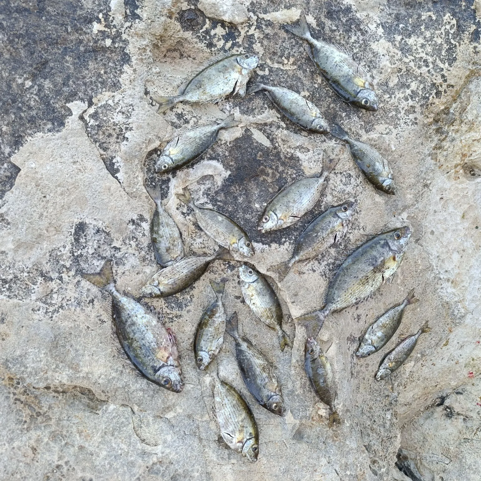 recently logged catches