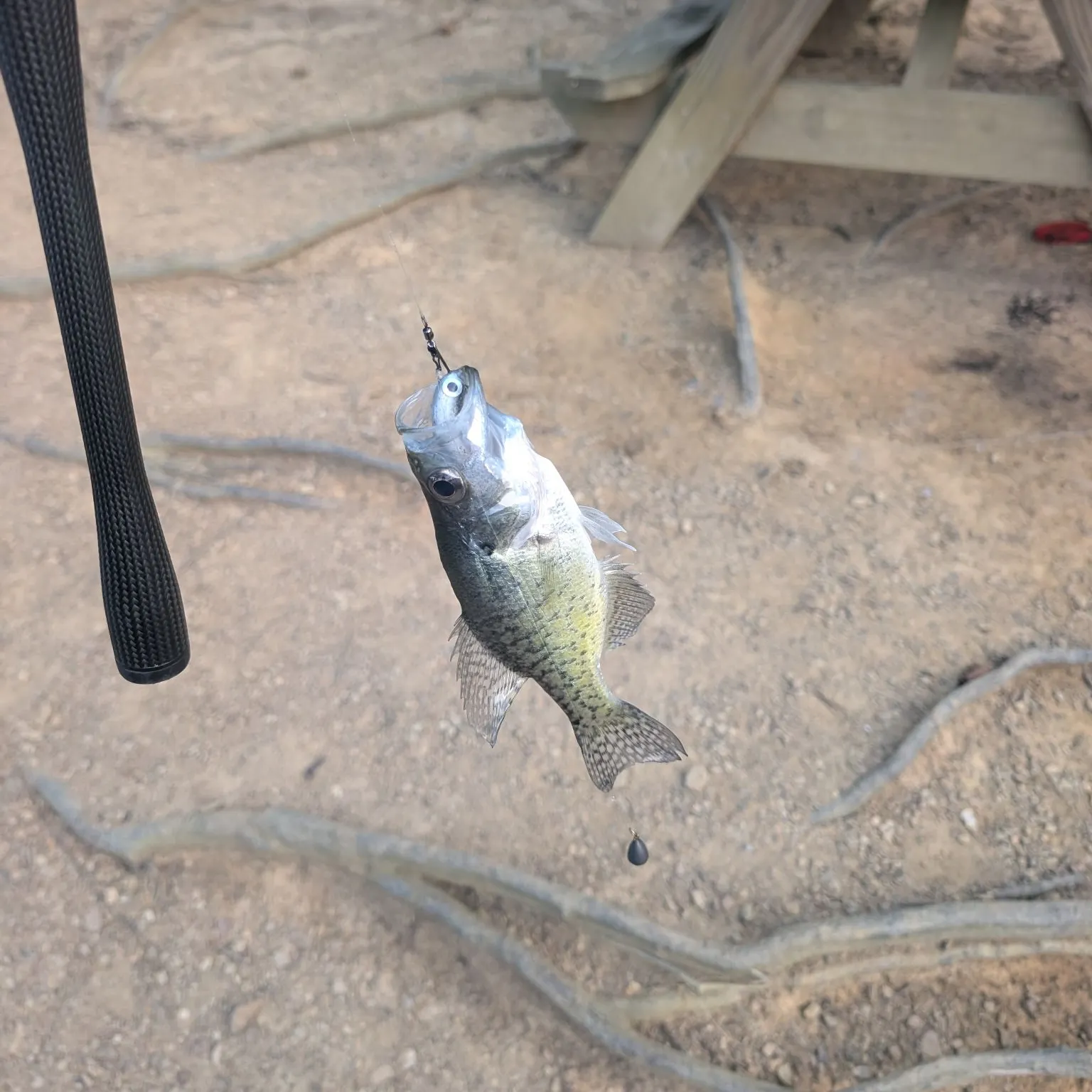 White crappie caught on Fishbrain