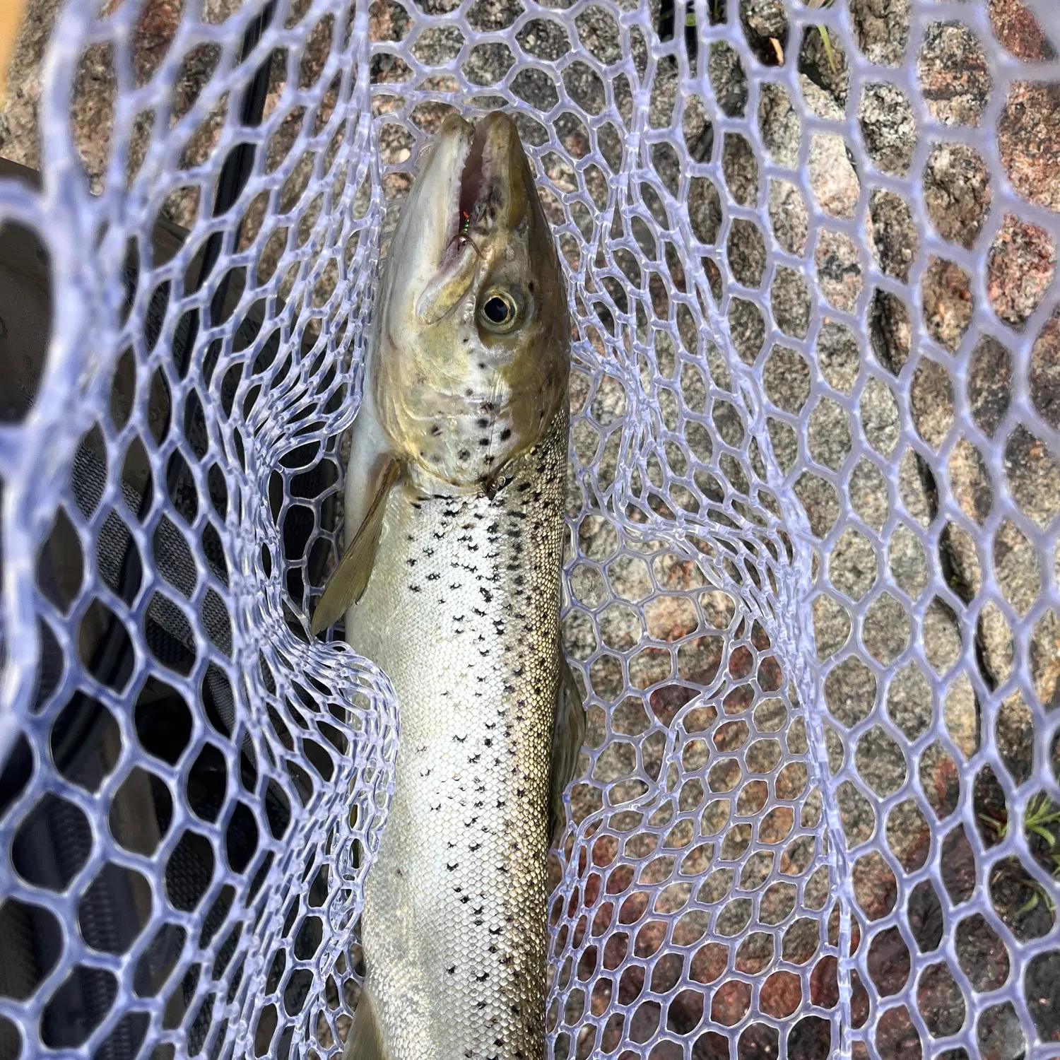 The most recent Atlantic salmon catches on Fishbrain
