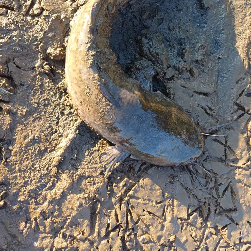 The most recent Smallmouth yellowfish catches on Fishbrain