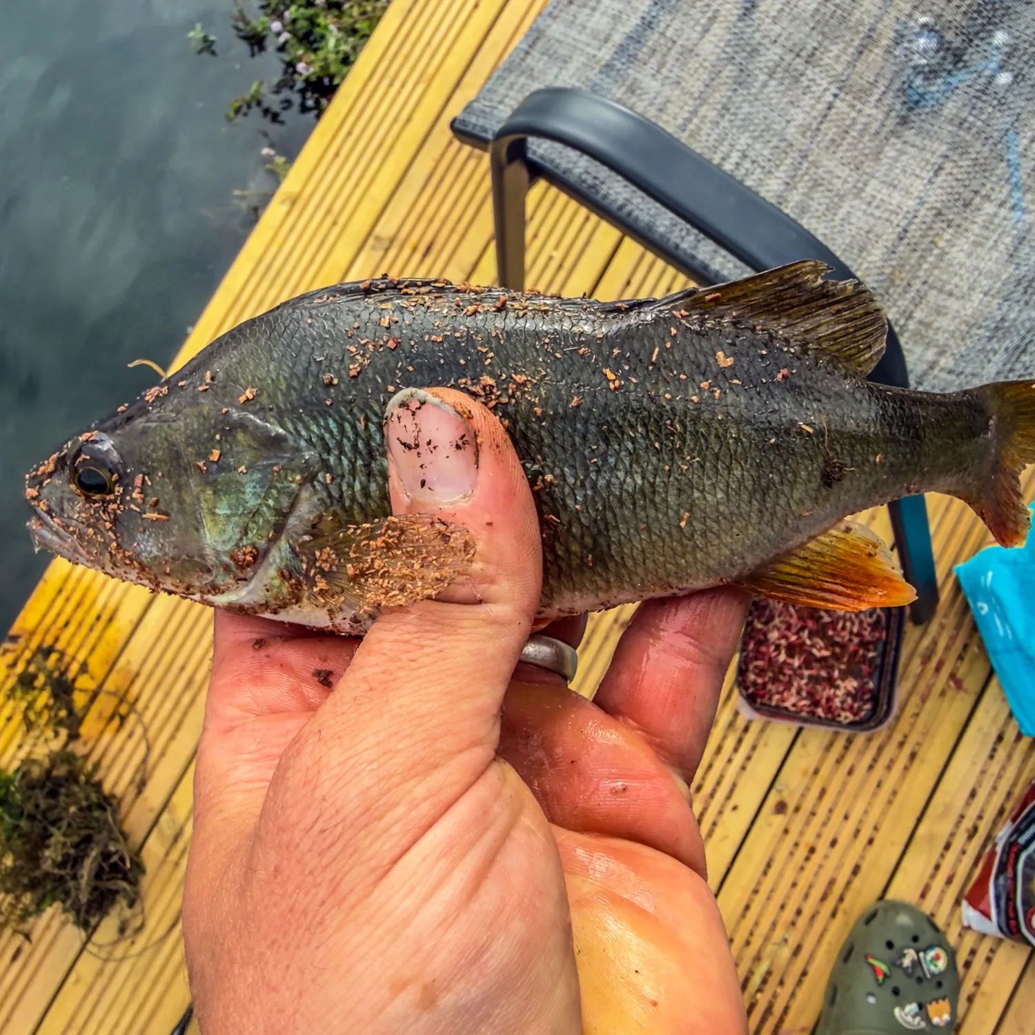 European perch caught on Fishbrain