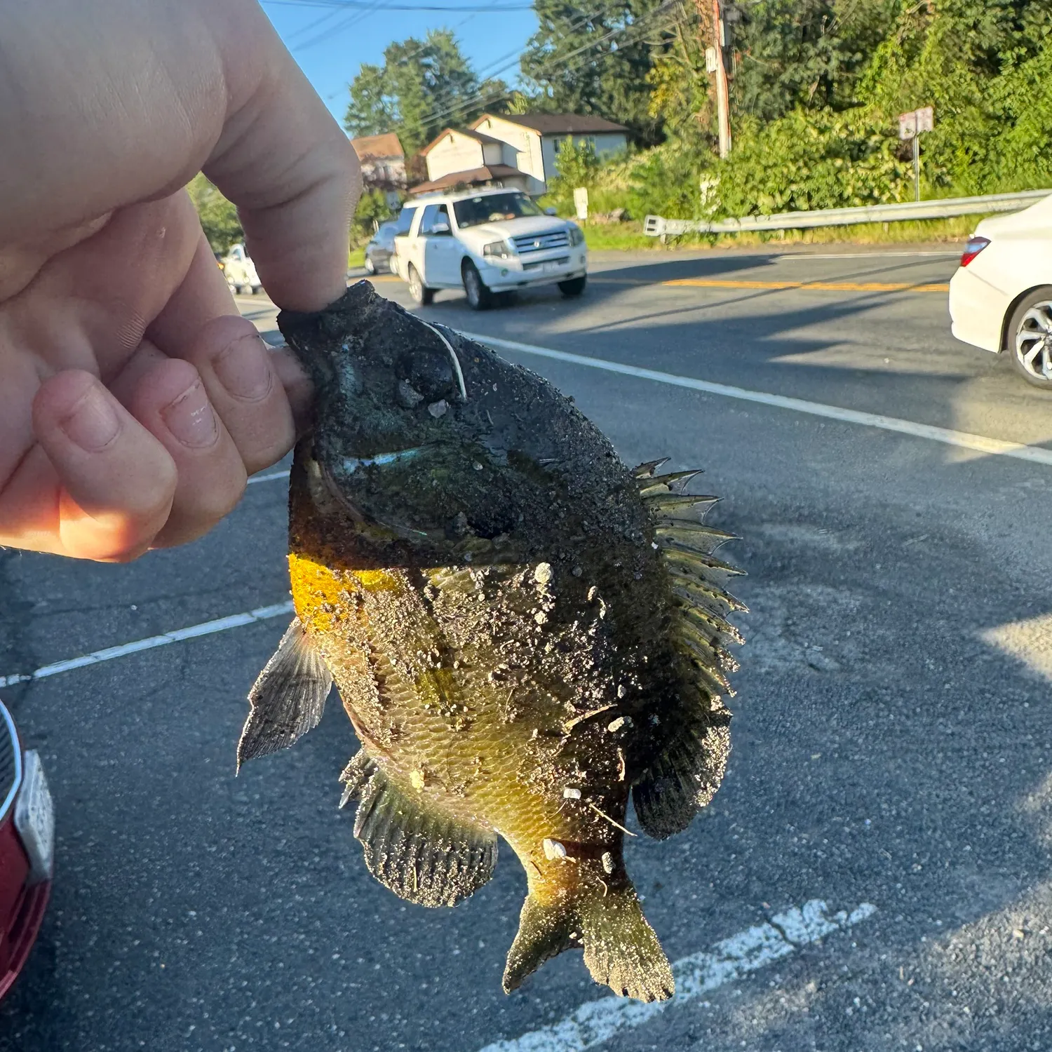 Bluegill caught on Fishbrain