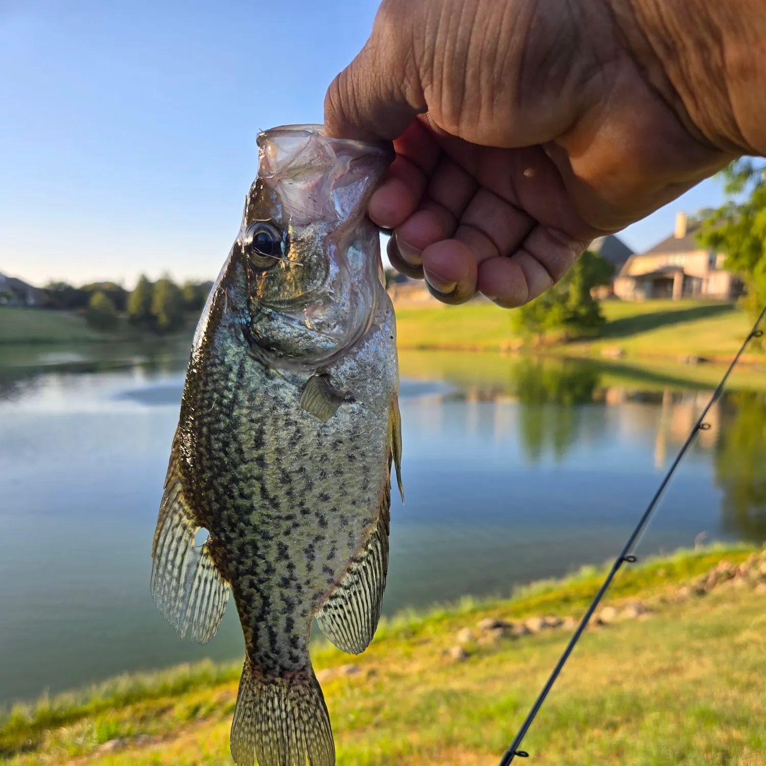 Black crappie caught on Fishbrain
