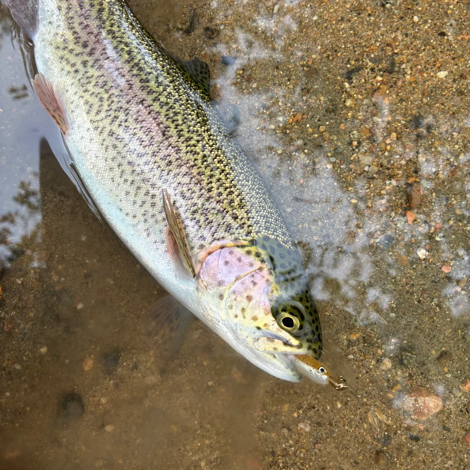 Rainbow trout caught on Fishbrain