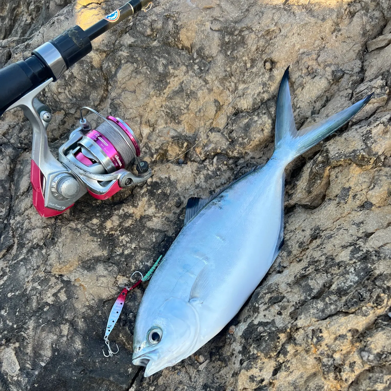 The most recent Derbio pompano catches on Fishbrain