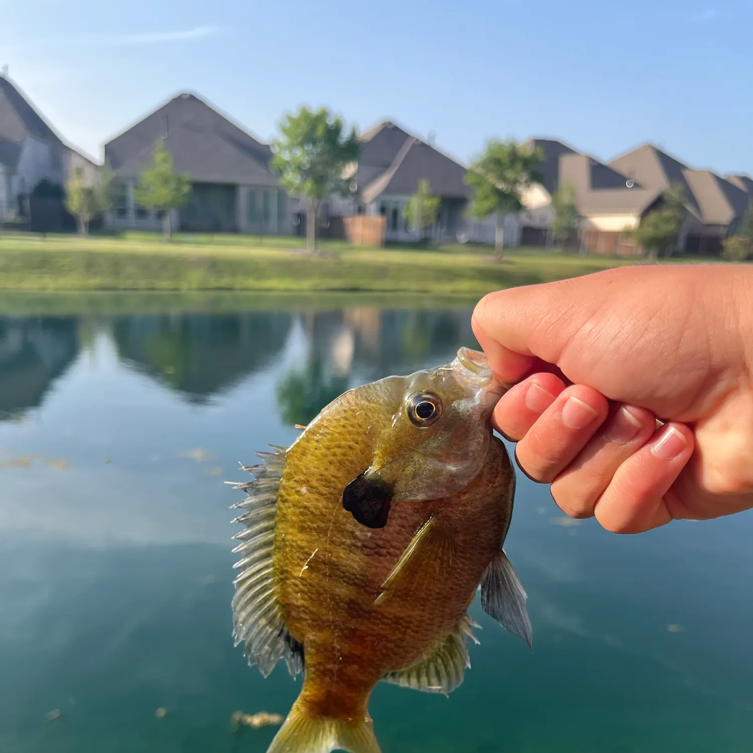 The most recent Bluegill x longear sunfish catches on Fishbrain