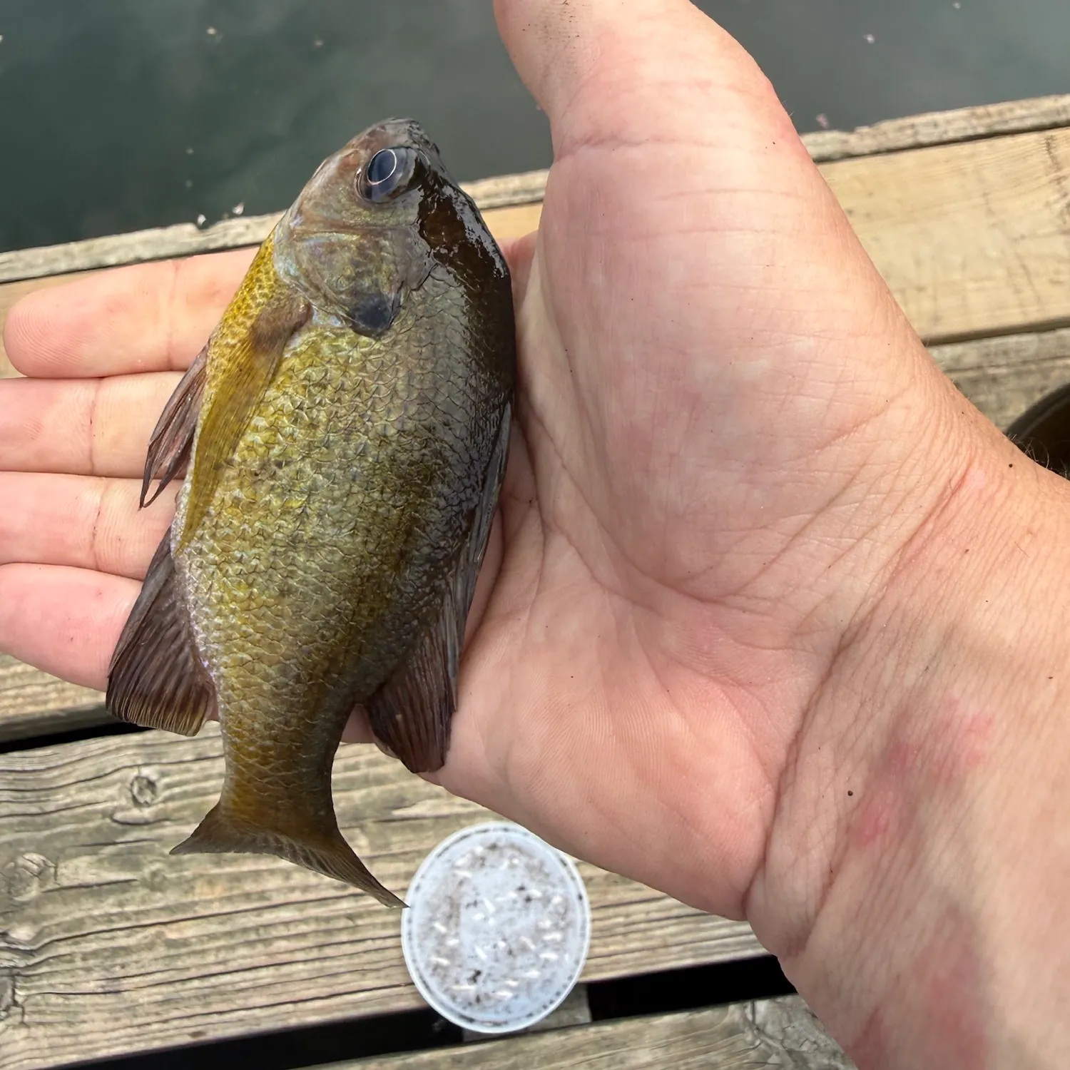 Bluegill caught on Fishbrain