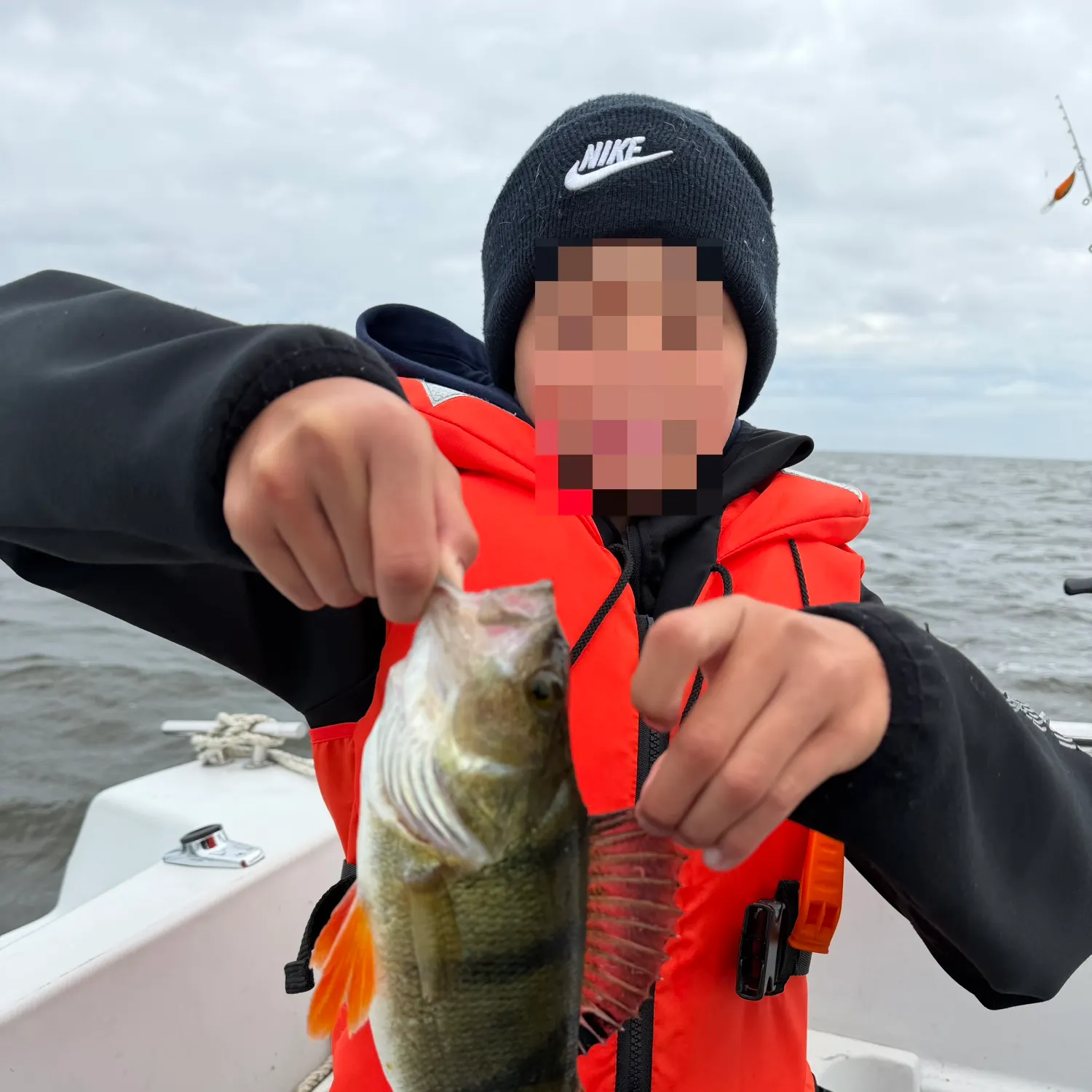 European perch caught on Fishbrain