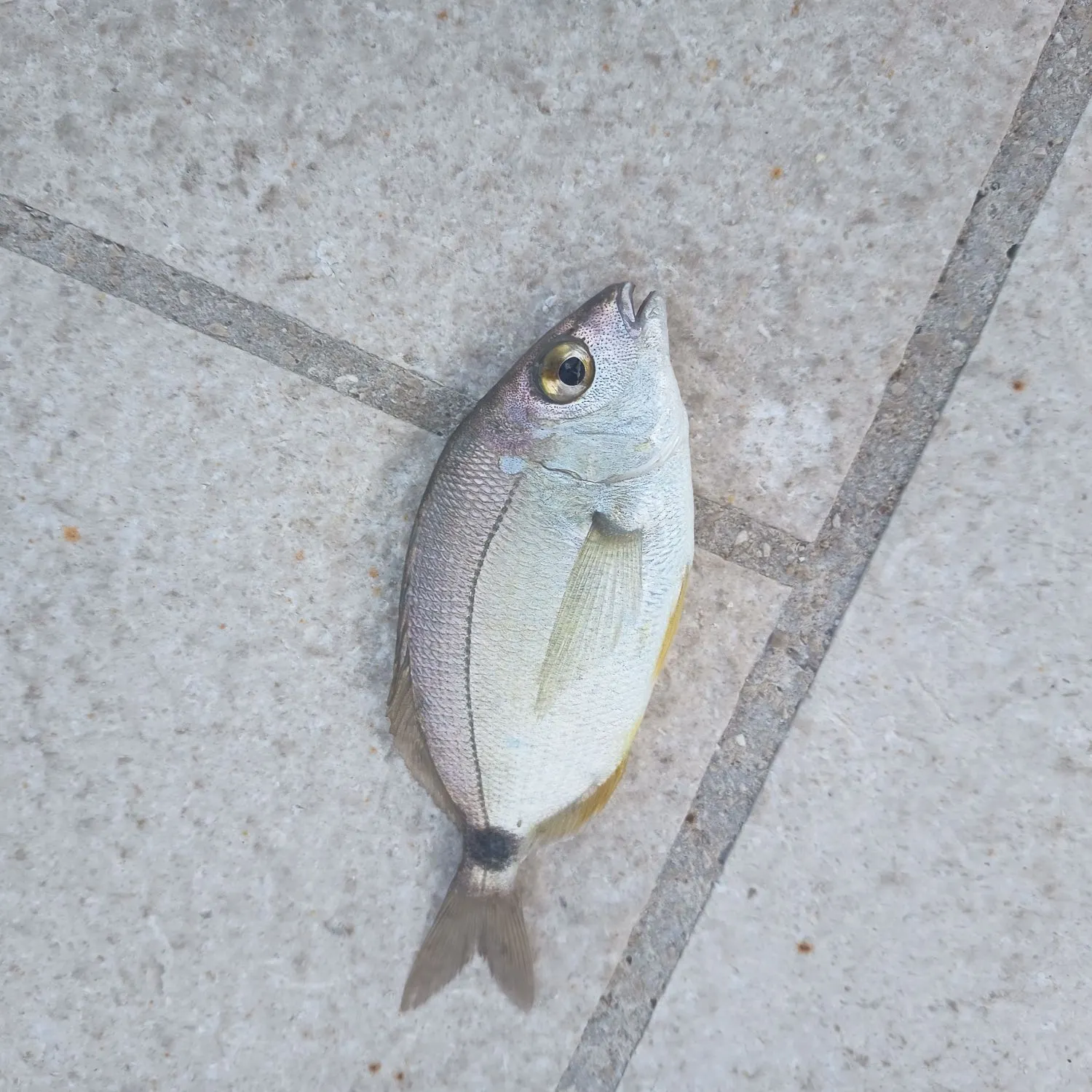 The most recent Annular seabream catches on Fishbrain