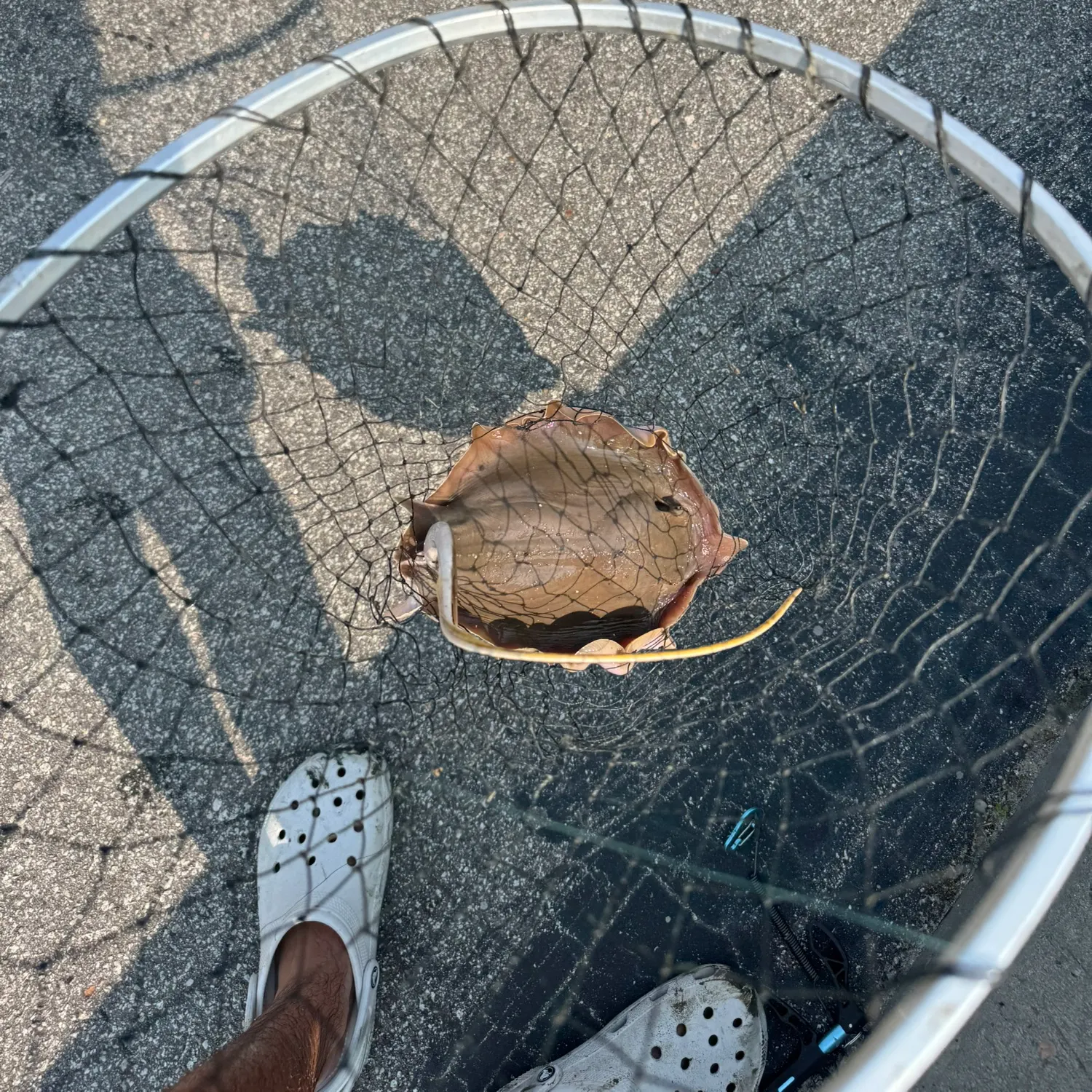angler catch