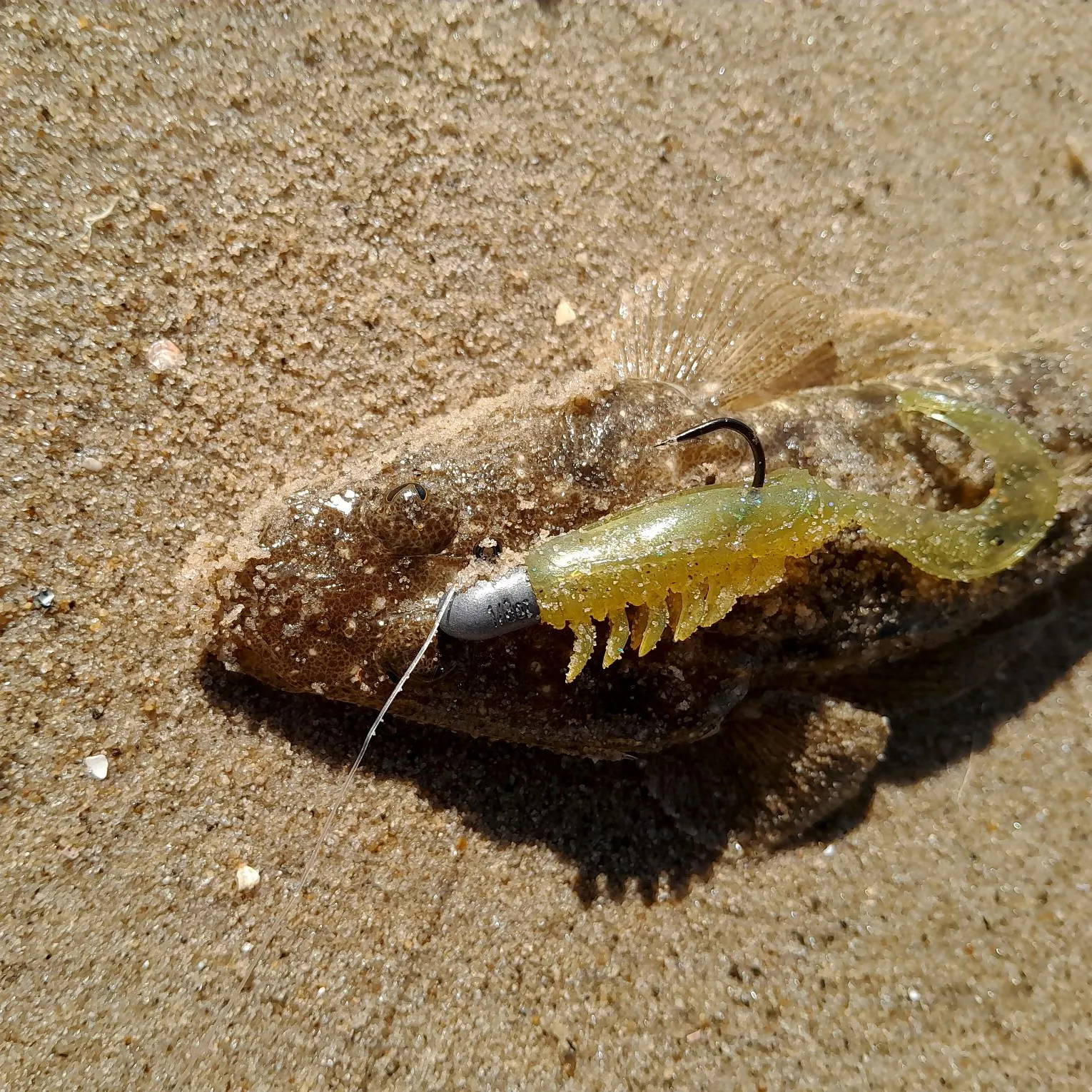 Dusky flathead caught on Fishbrain