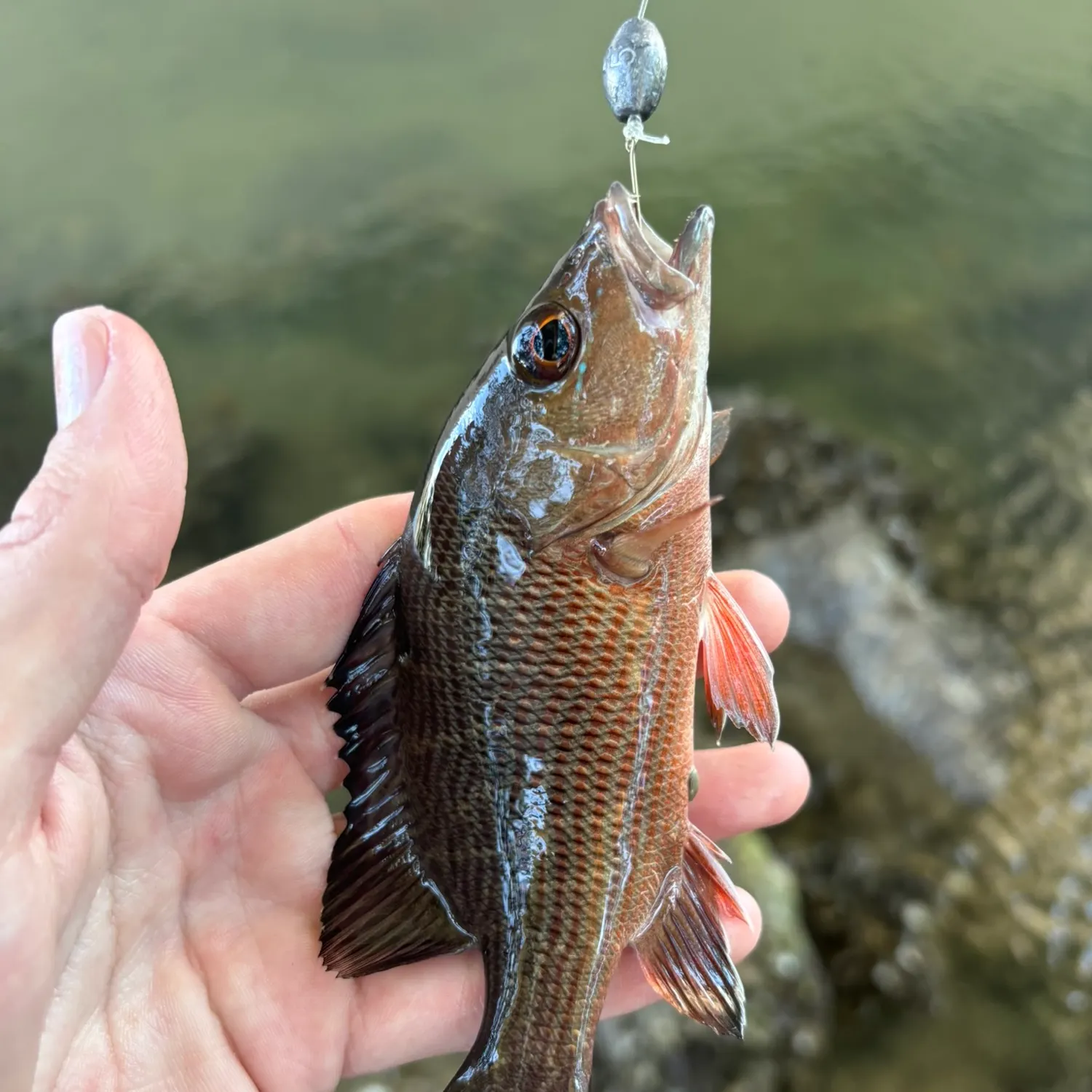 The most recent Mangrove snapper catches on Fishbrain