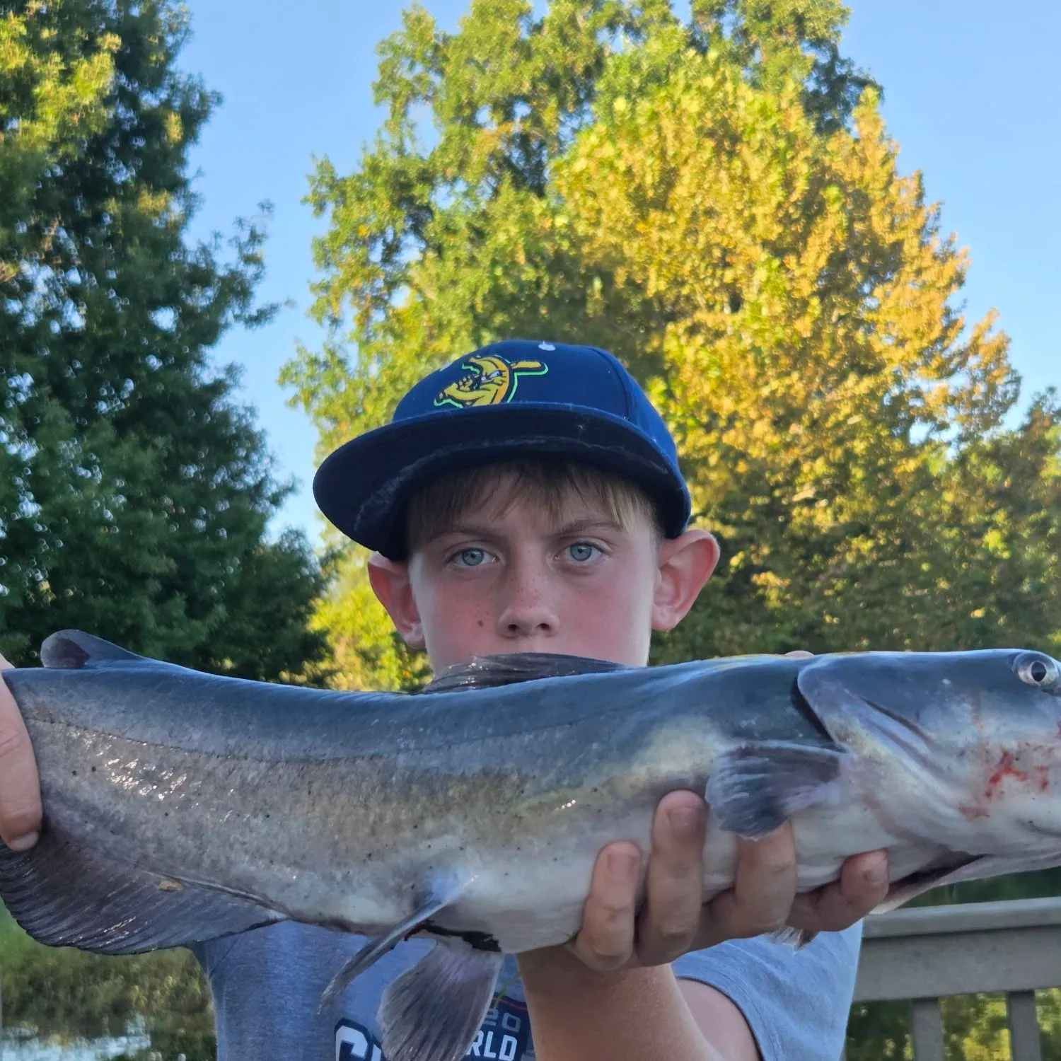 Channel catfish caught on Fishbrain