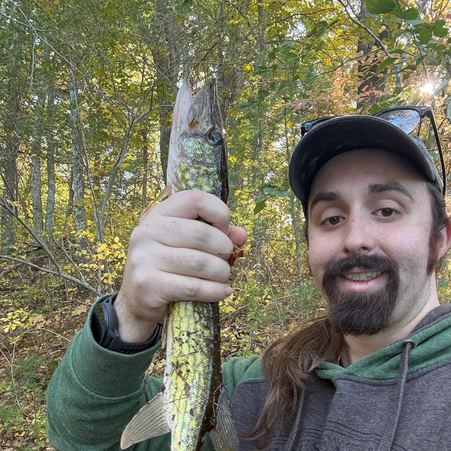 Chain pickerel caught on Fishbrain