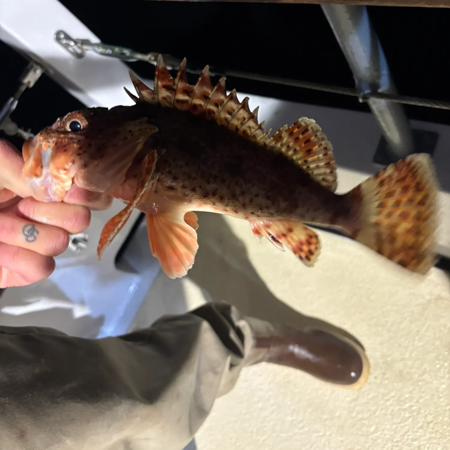 recently logged catches