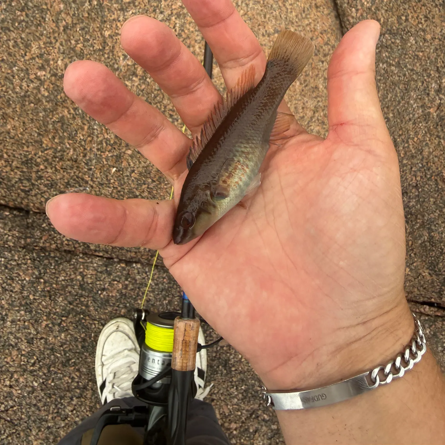 The most recent Goldsinny wrasse catches on Fishbrain