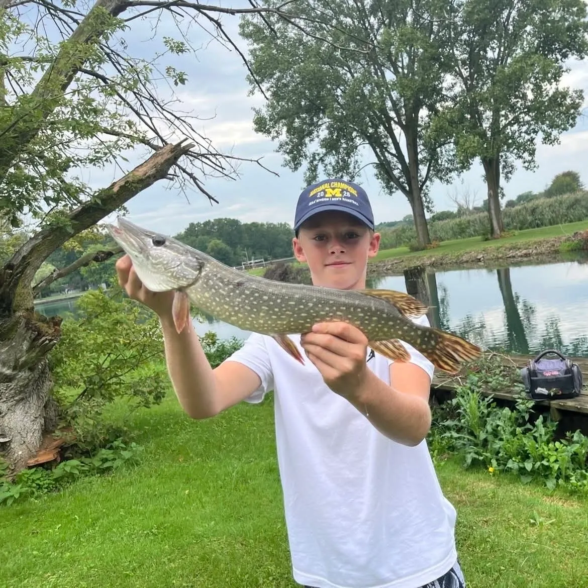 Northern pike caught on Fishbrain