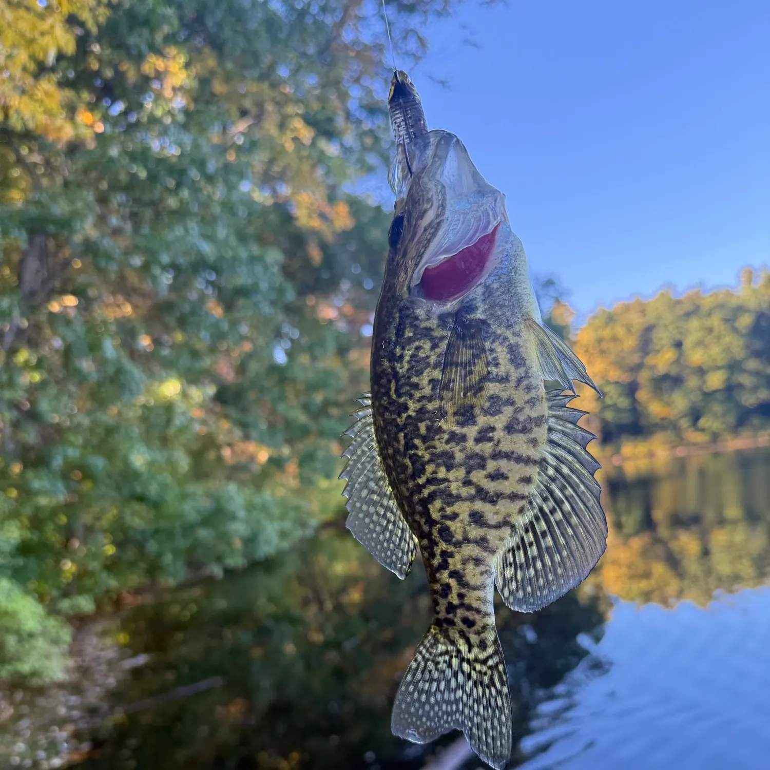 Black crappie caught on Fishbrain